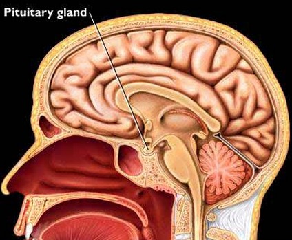 Pituitary Hormones Should Be ‘Restored to Healthy Levels’